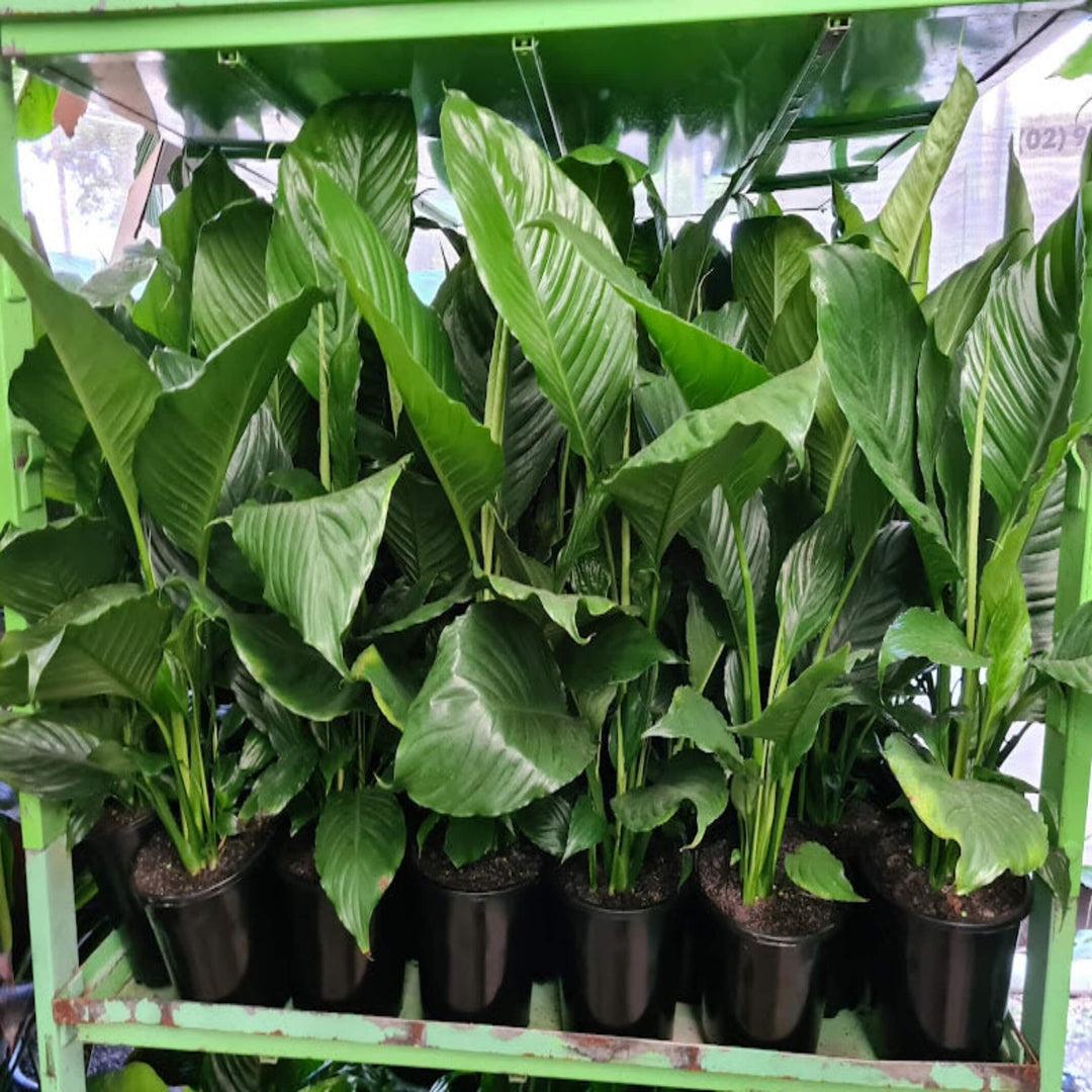 Spathiphyllum Assorted - View 10 from www redcrocus com