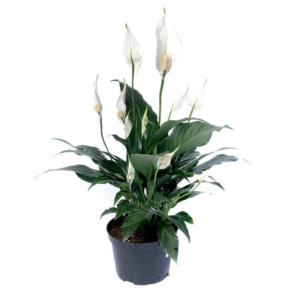 Spathiphyllum Assorted - View 13 from www redcrocus com