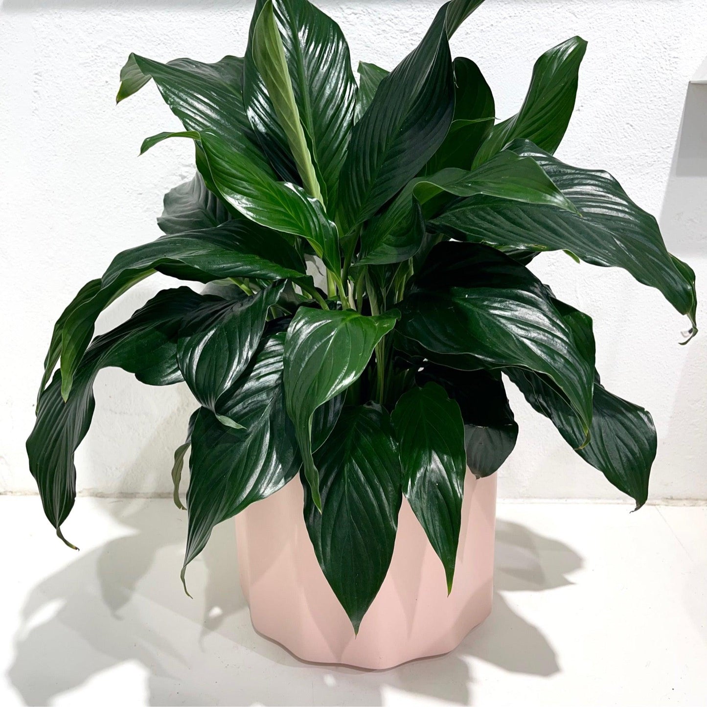 Spathiphyllum Assorted - View 2 from www redcrocus com