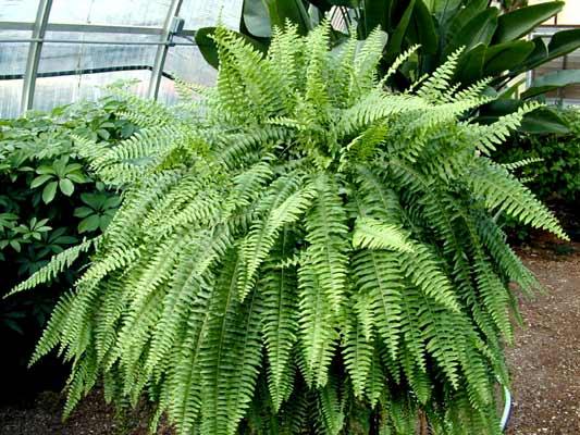 Fern Nephrolepis Exaltata Bostoniensis - View 12 from www redcrocus com