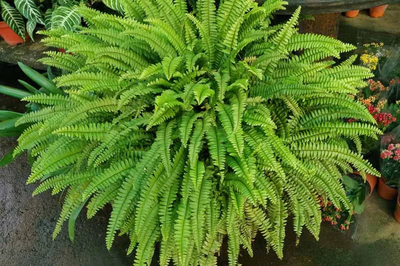 Fern Nephrolepis Exaltata Bostoniensis - View 9 from www redcrocus com