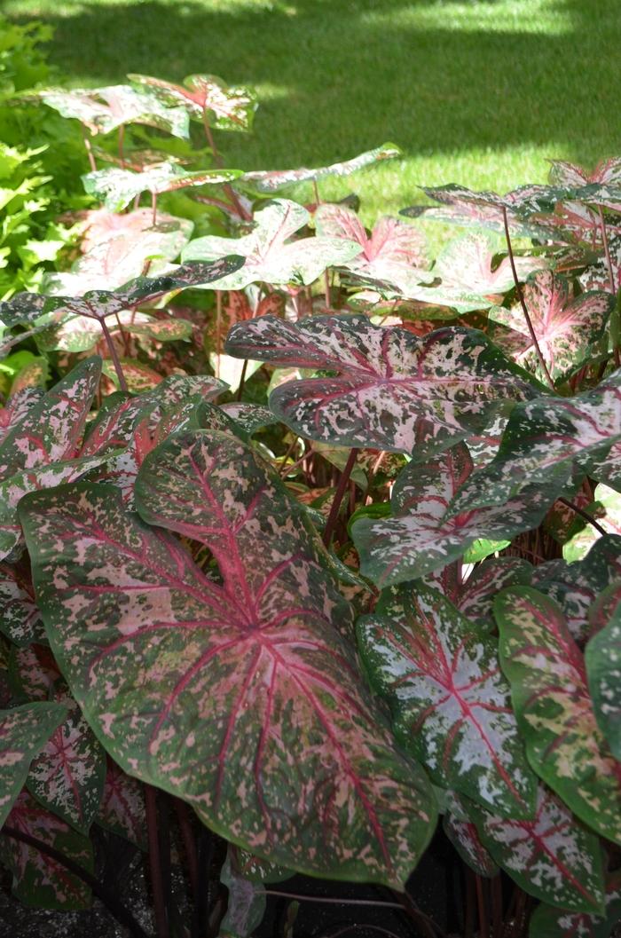 Caladium X Hortulanum Assorted - View 16 from www redcrocus com