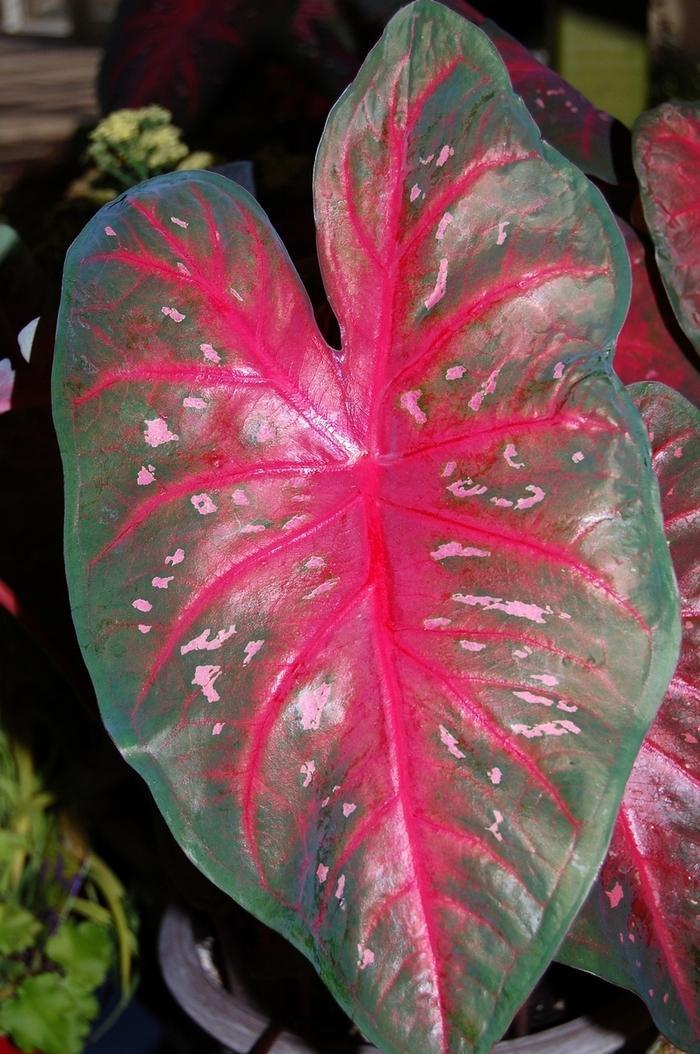 Caladium X Hortulanum Assorted - View 18 from www redcrocus com
