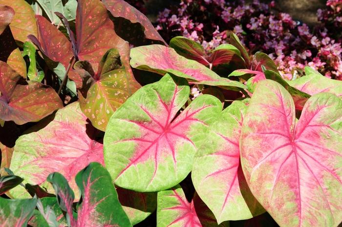 Caladium X Hortulanum Assorted - View 7 from www redcrocus com