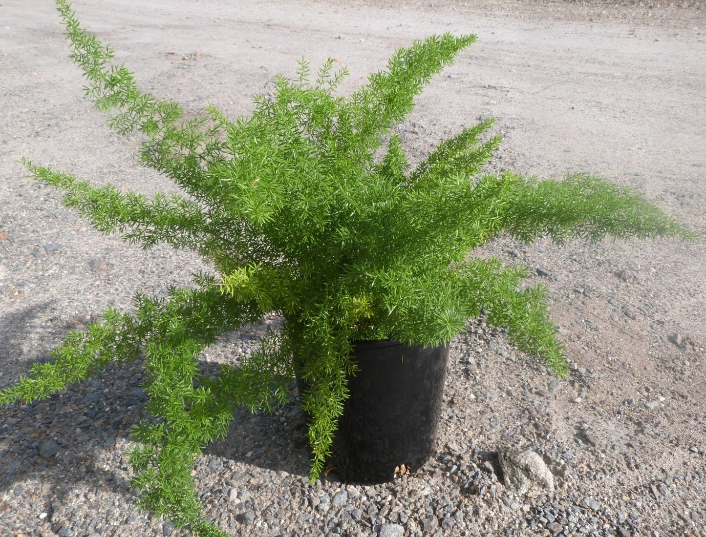 Fern Asparagus Densiflorus Sprengeri - View 7 from www redcrocus com