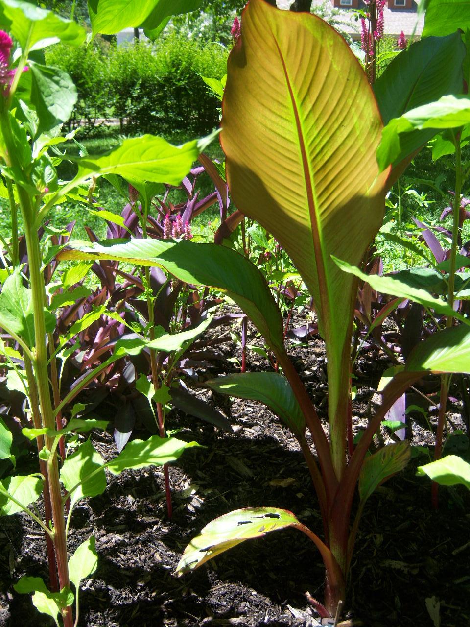 Banana Ensete Maurelii - View 11 from www redcrocus com