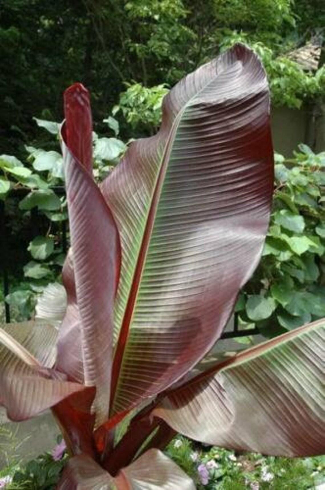 Banana Ensete Maurelii - View 12 from www redcrocus com