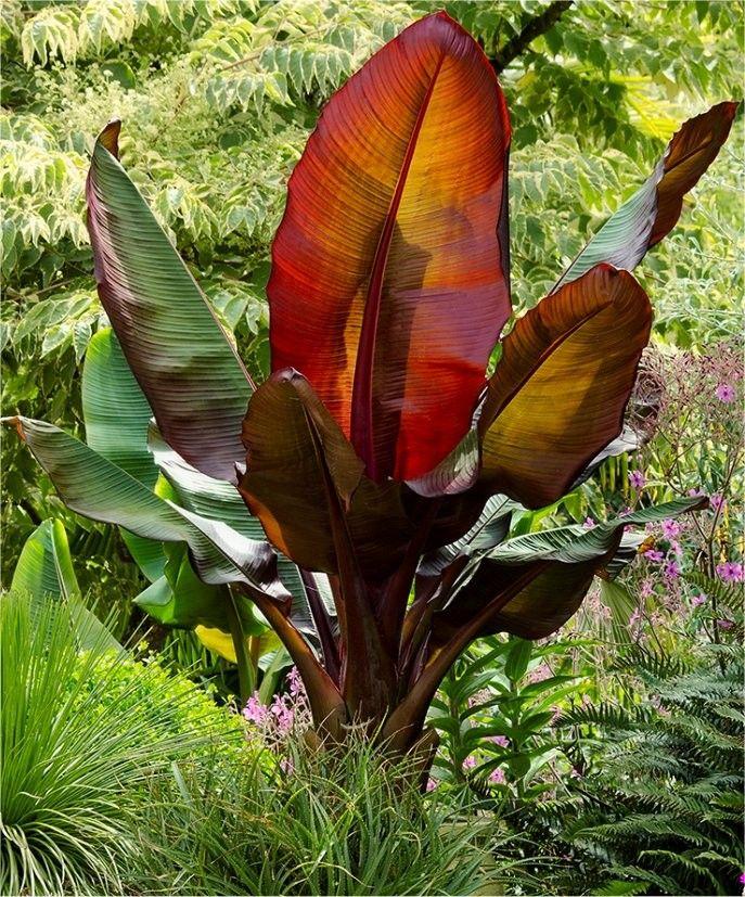 Banana Ensete Maurelii - View 13 from www redcrocus com