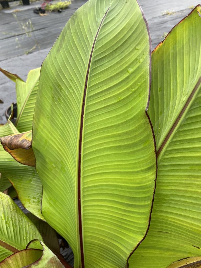 Banana Ensete Maurelii - View 14 from www redcrocus com