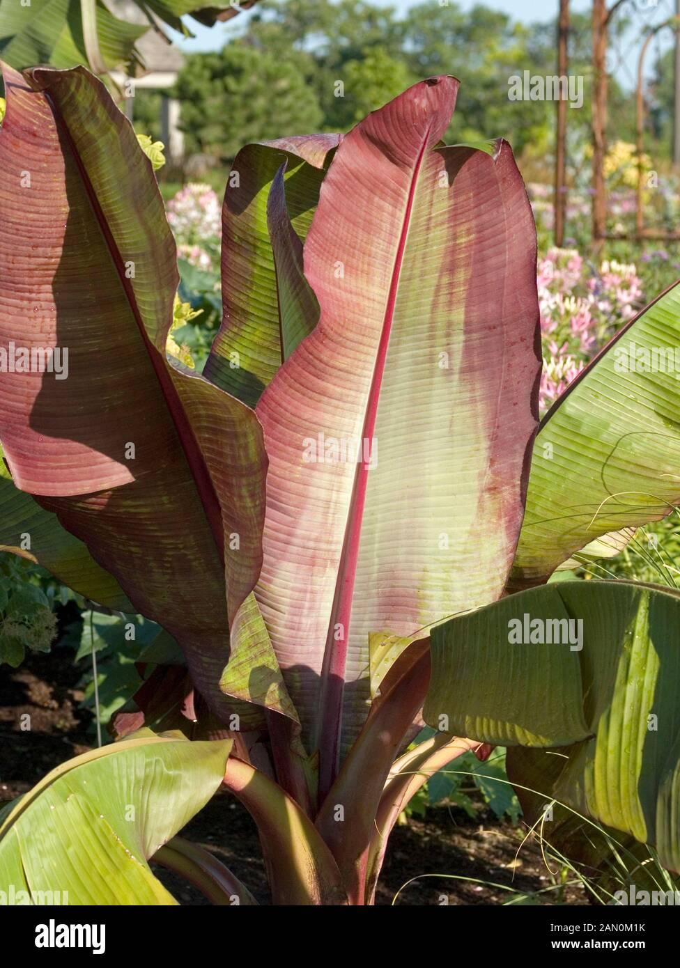 Banana Ensete Maurelii - View 15 from www redcrocus com