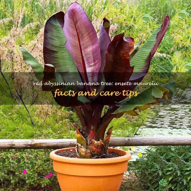 Banana Ensete Maurelii - View 16 from www redcrocus com