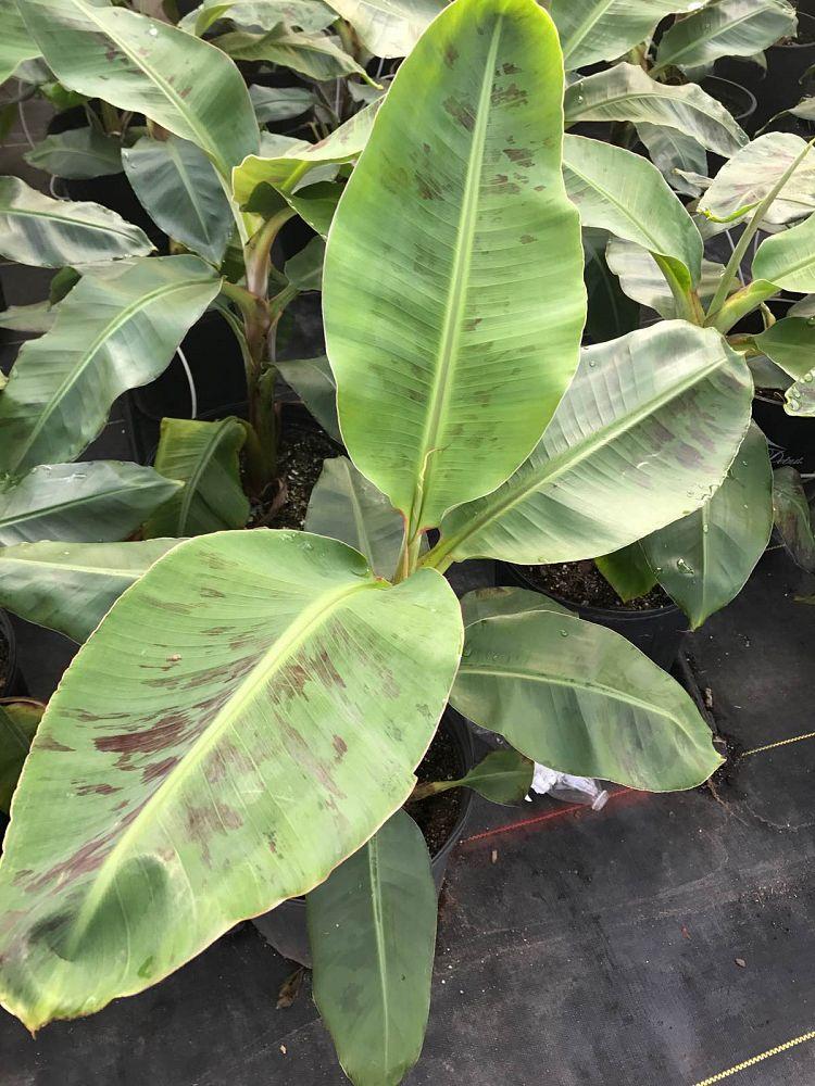 Banana Ensete Maurelii - View 18 from www redcrocus com