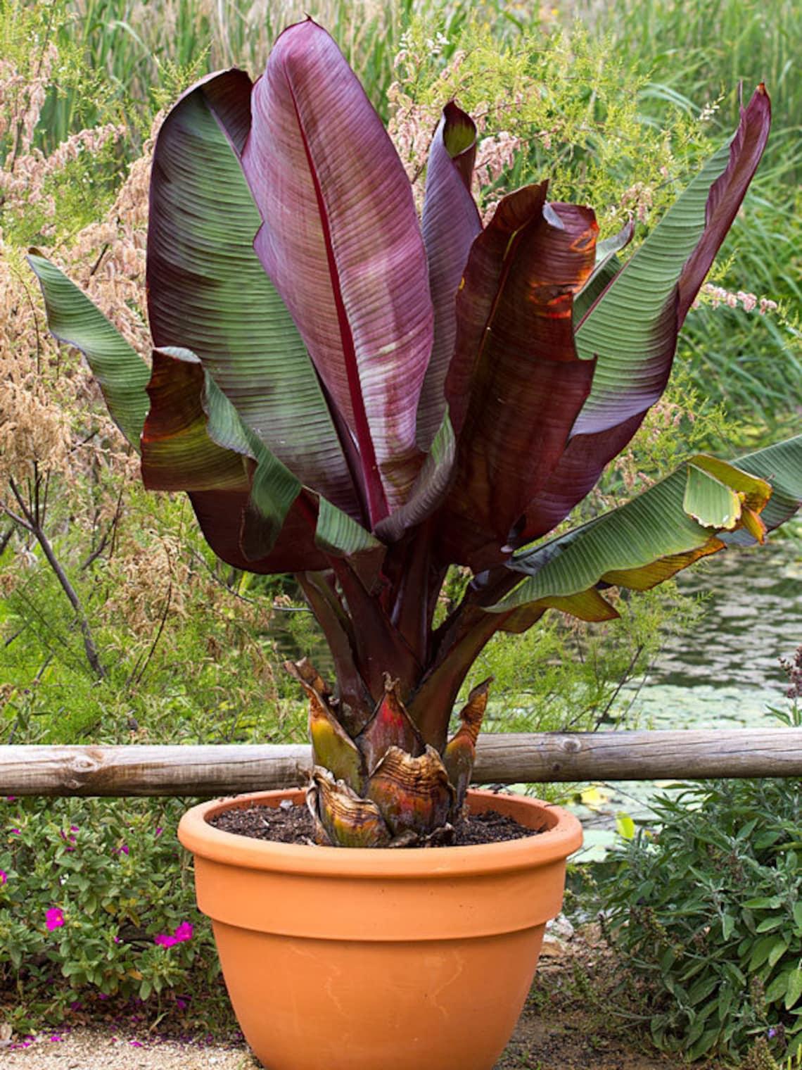 Banana Ensete Maurelii - View 2 from www redcrocus com