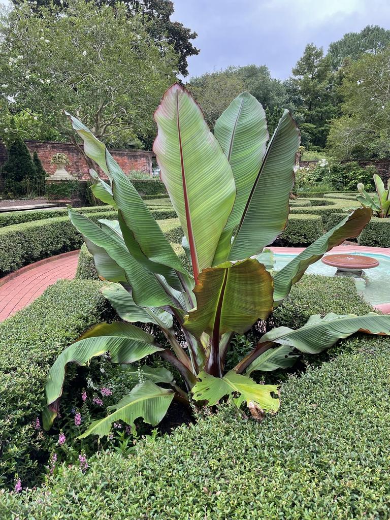 Banana Ensete Maurelii - View 4 from www redcrocus com