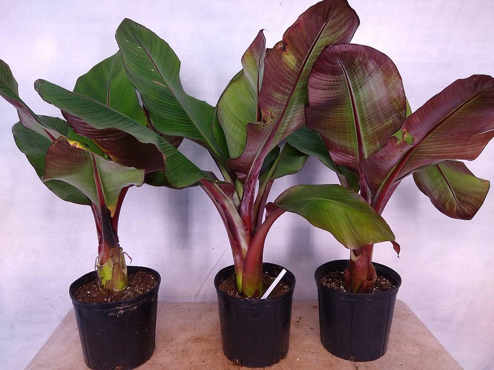 Banana Ensete Maurelii - View 5 from www redcrocus com