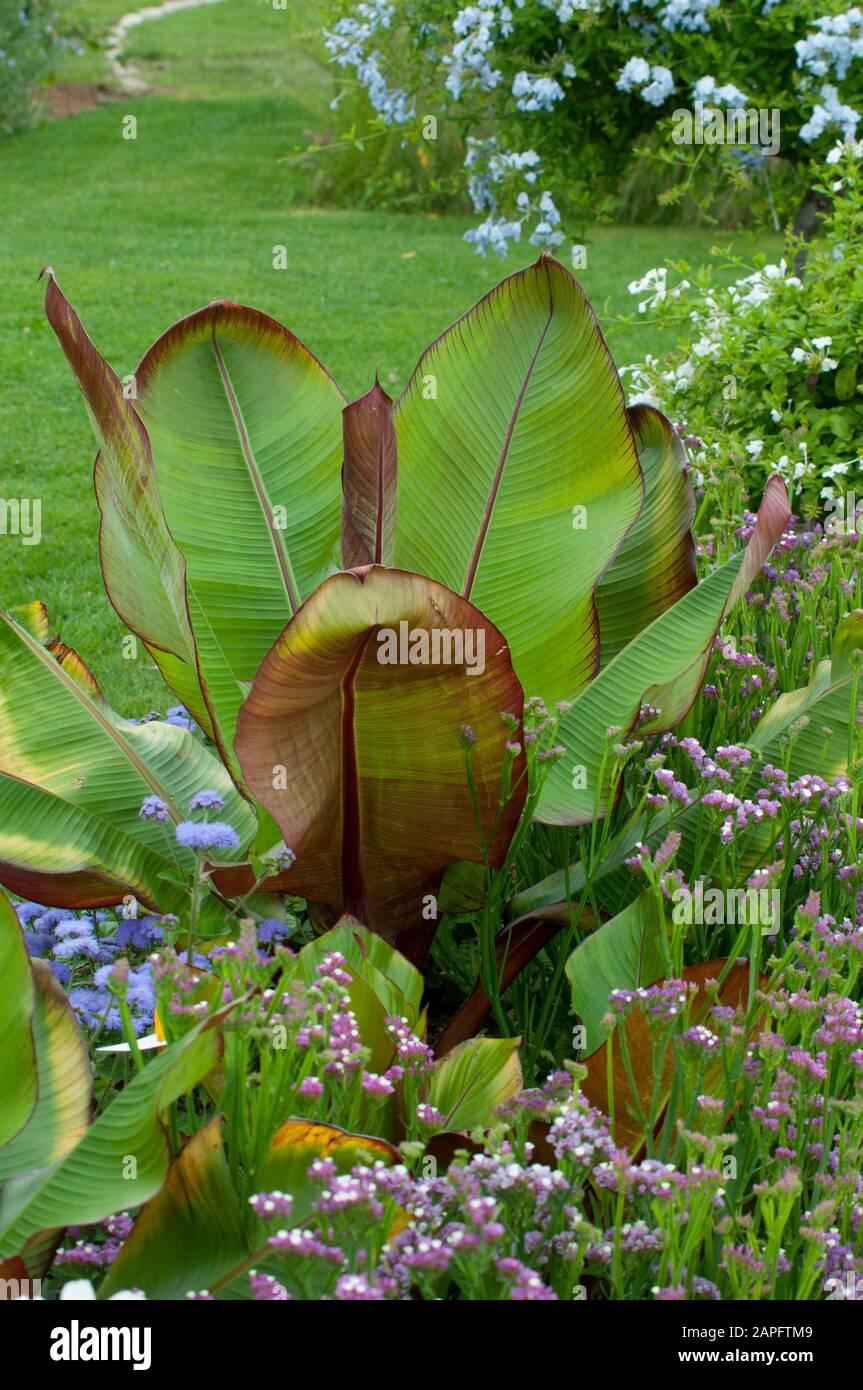 Banana Ensete Maurelii - View 7 from www redcrocus com