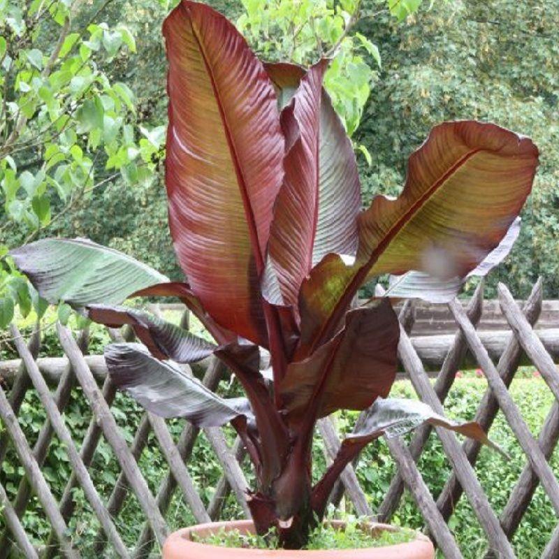 Banana Ensete Maurelii - View 8 from www redcrocus com