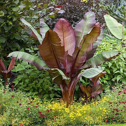 Banana Ensete Maurelii - View 9 from www redcrocus com