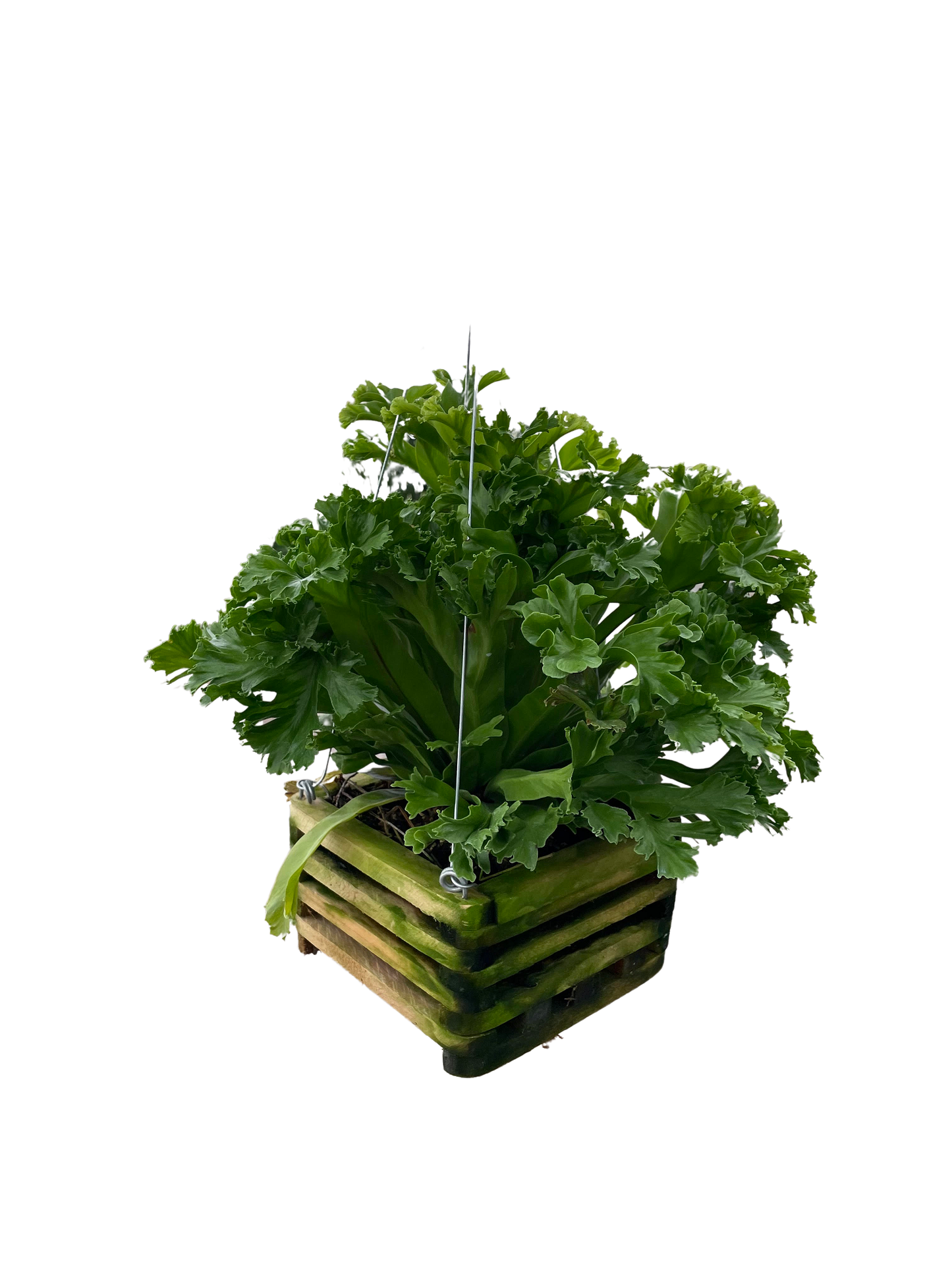 Fern Wooden Crate - View 5 from www redcrocus com