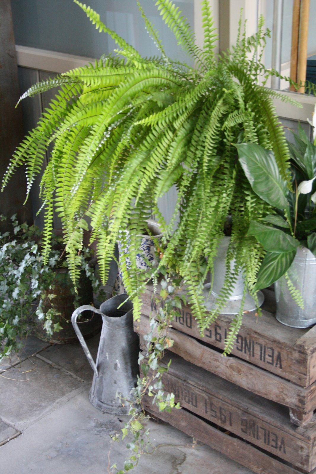 Fern Wooden Crate - View 8 from www redcrocus com