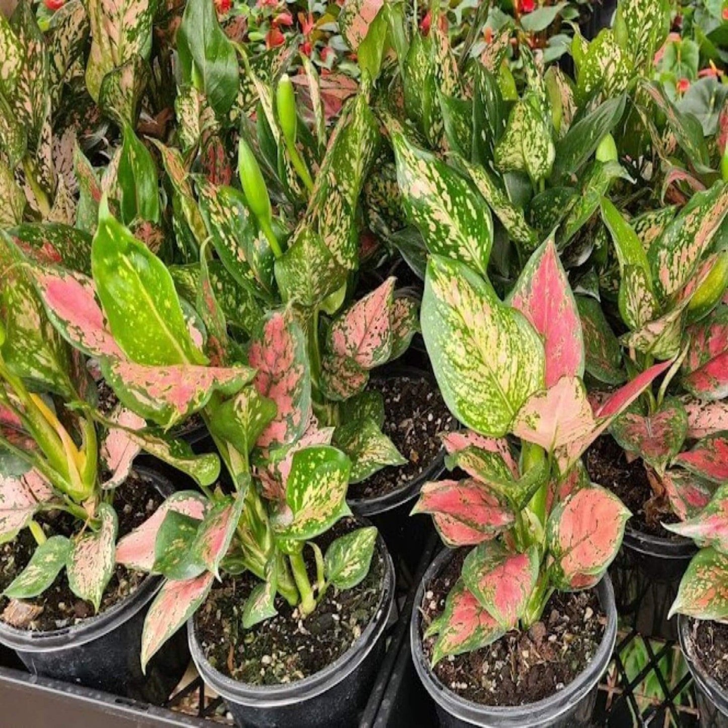 Aglaonema, Assorted - View 3 from www redcrocus com