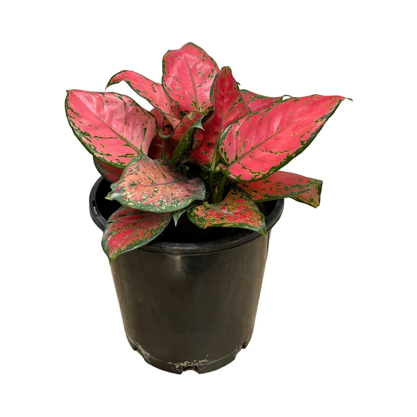 Aglaonema Assorted - View 11 from www redcrocus com
