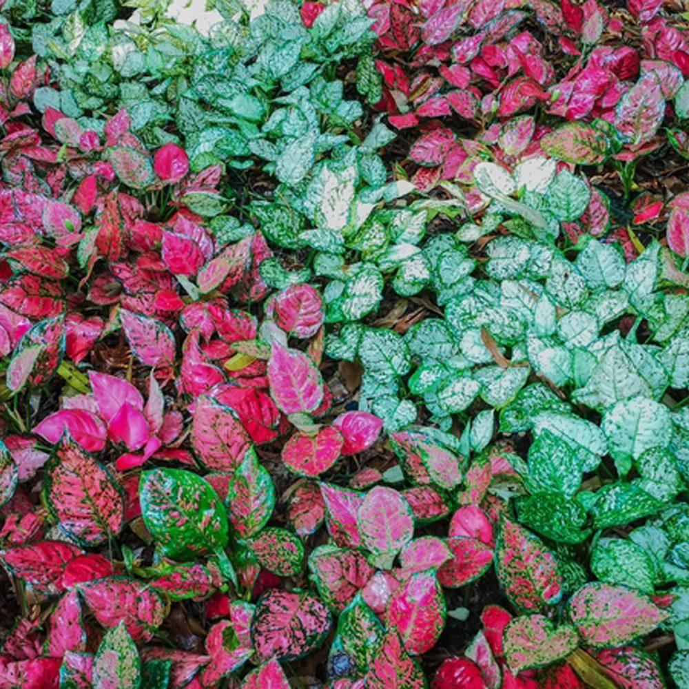 Aglaonema Assorted - View 15 from www redcrocus com