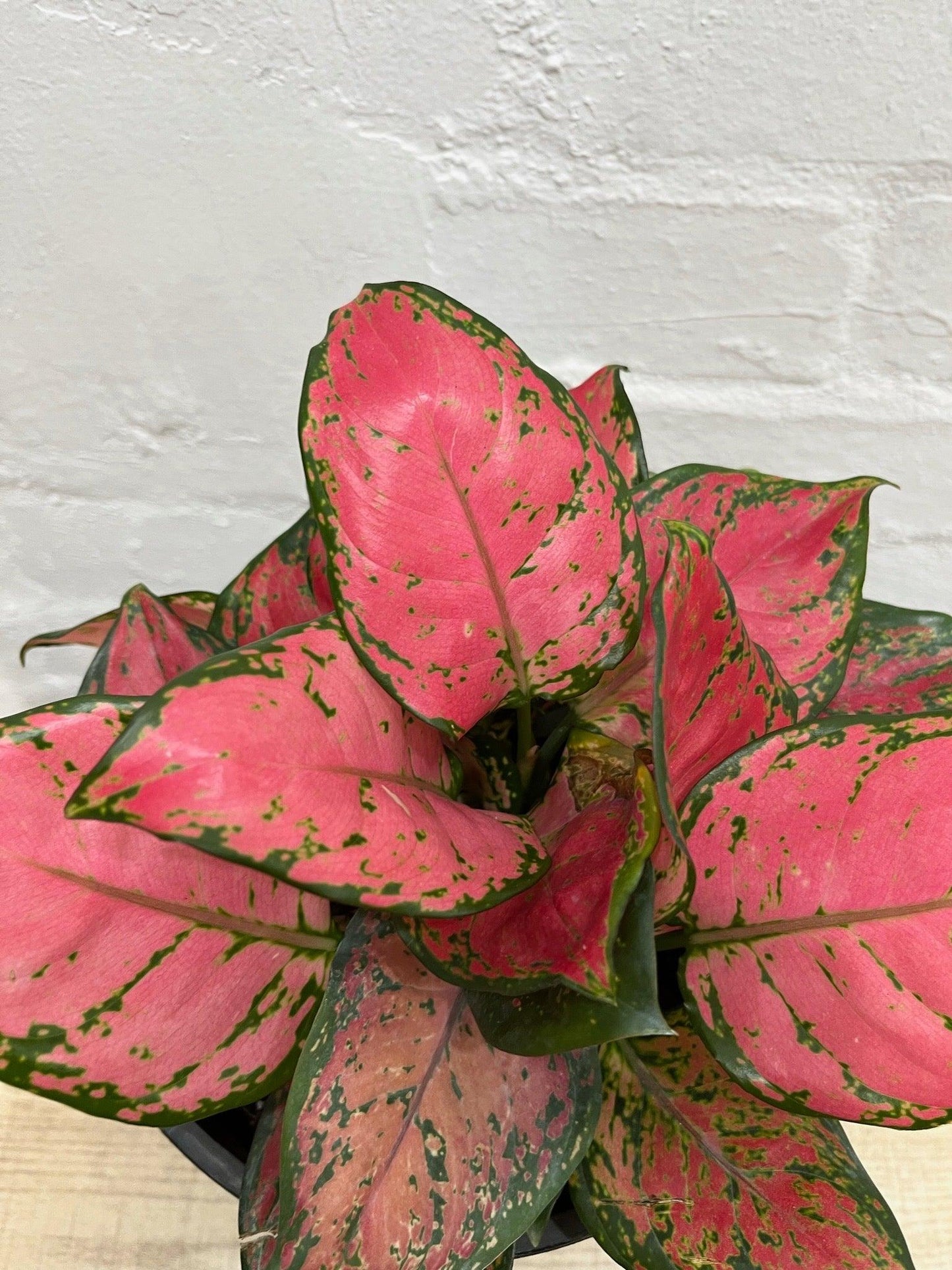 Aglaonema Assorted - View 4 from www redcrocus com