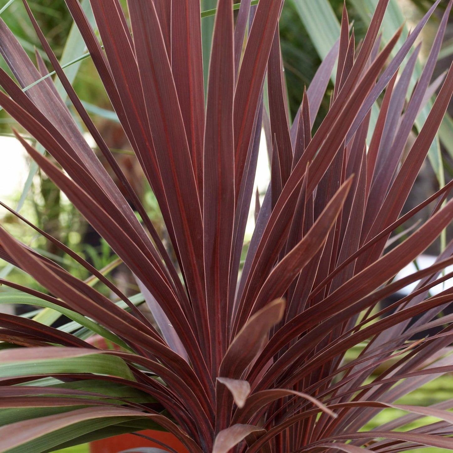 Cordyline Australis Red Star - View 11 from www redcrocus com