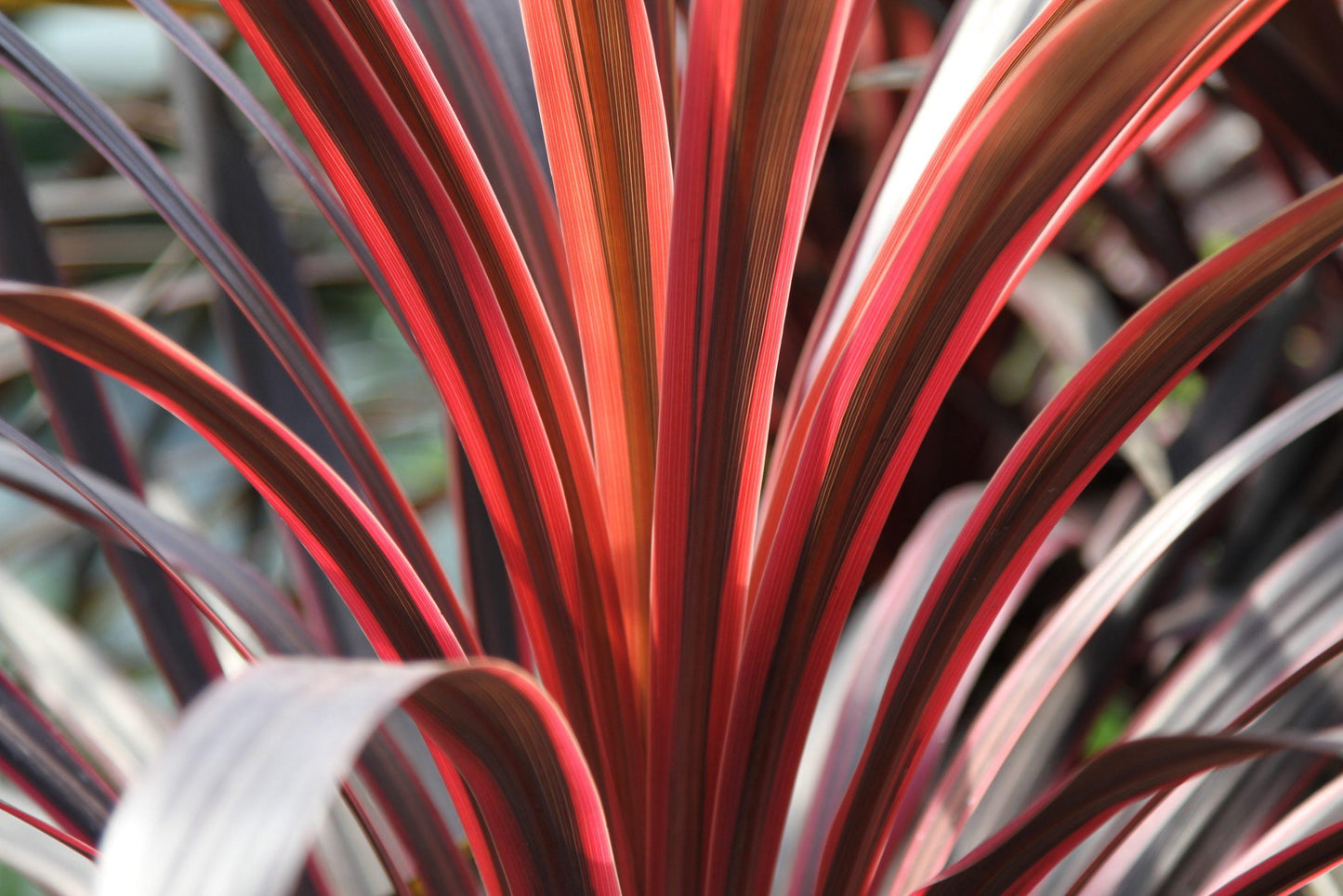 Cordyline Australis Red Star - View 12 from www redcrocus com