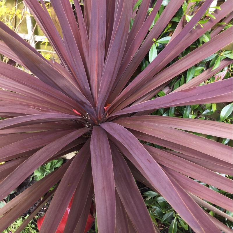 Cordyline Australis Red Star - View 13 from www redcrocus com