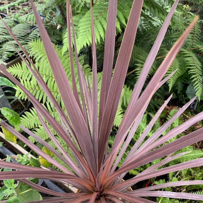 Cordyline Australis Red Star - View 14 from www redcrocus com
