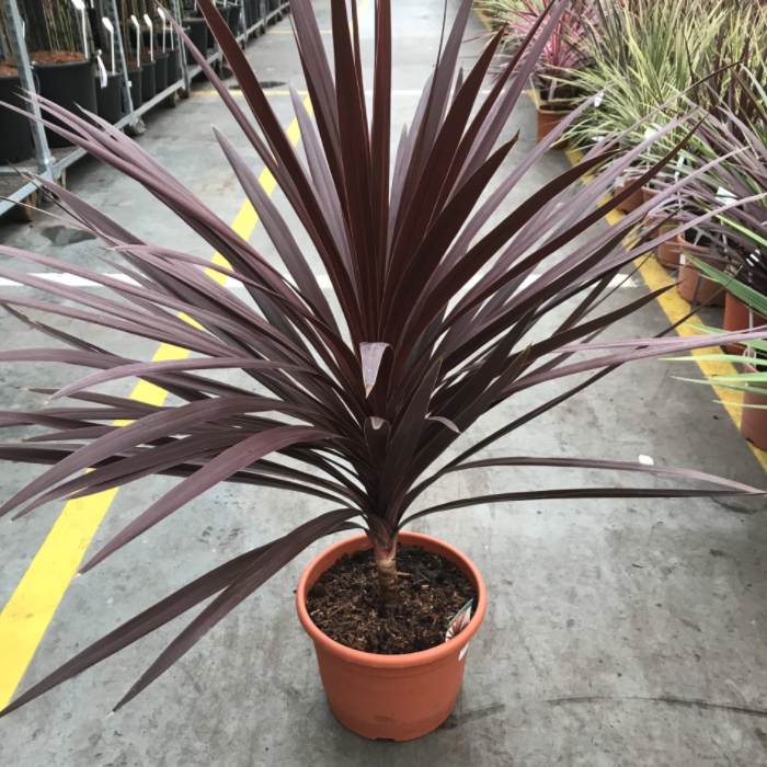 Cordyline Australis Red Star - View 15 from www redcrocus com