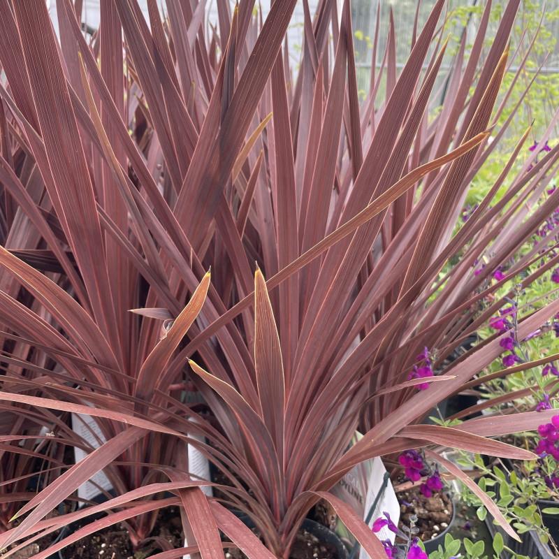 Cordyline Australis Red Star - View 15 from www redcrocus com
