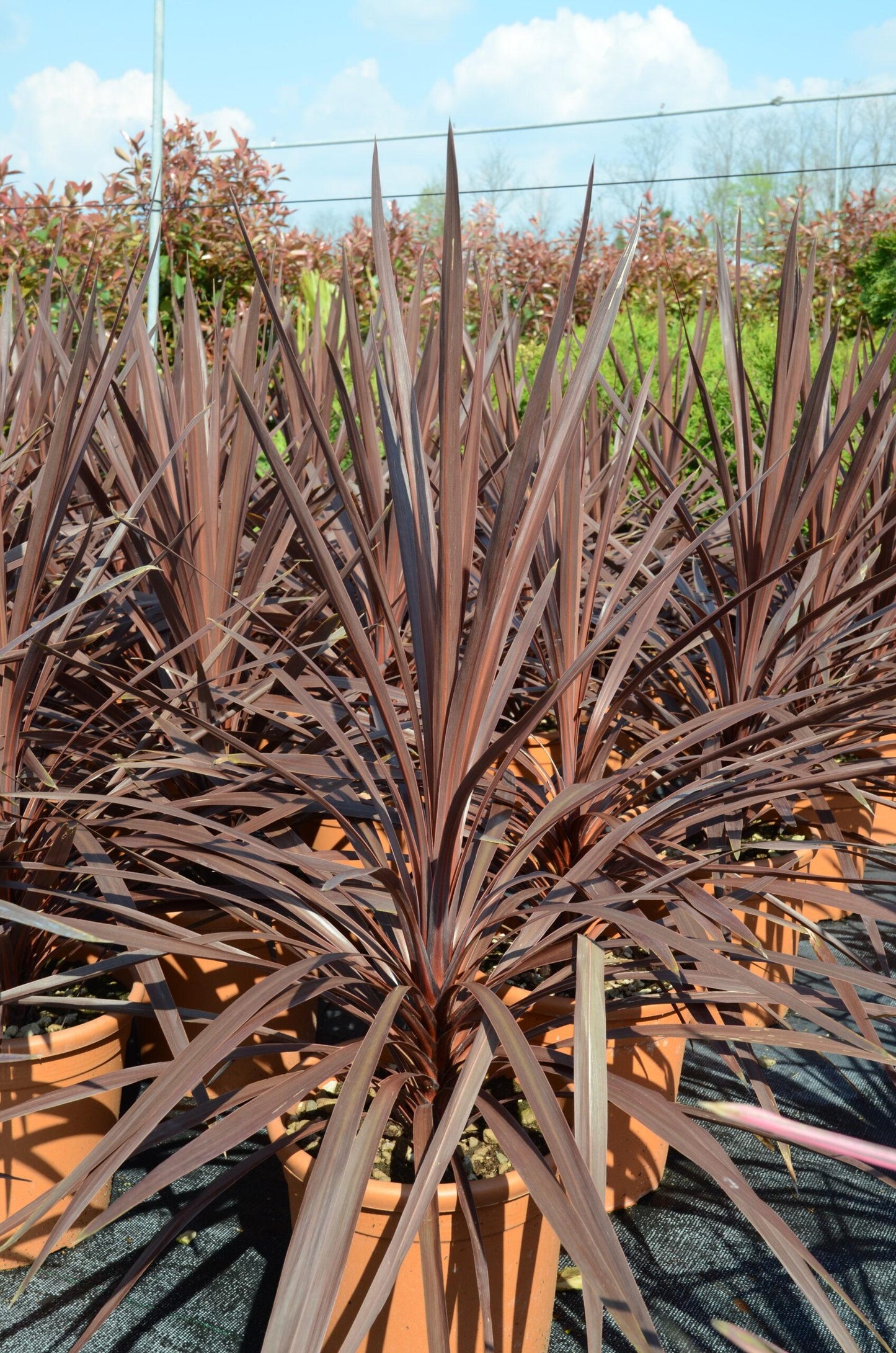 Cordyline Australis Red Star - View 16 from www redcrocus com