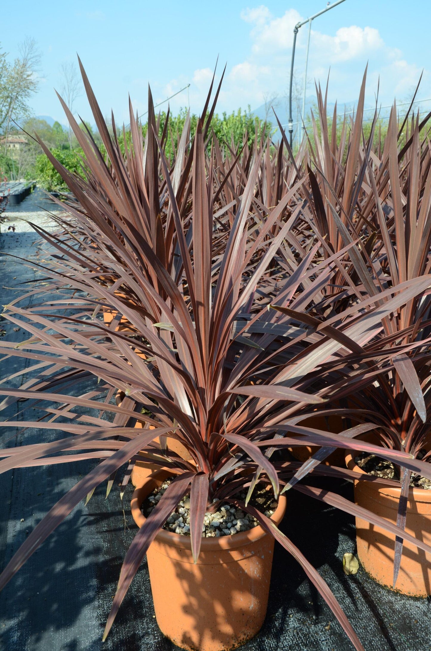 Cordyline Australis Red Star - View 17 from www redcrocus com