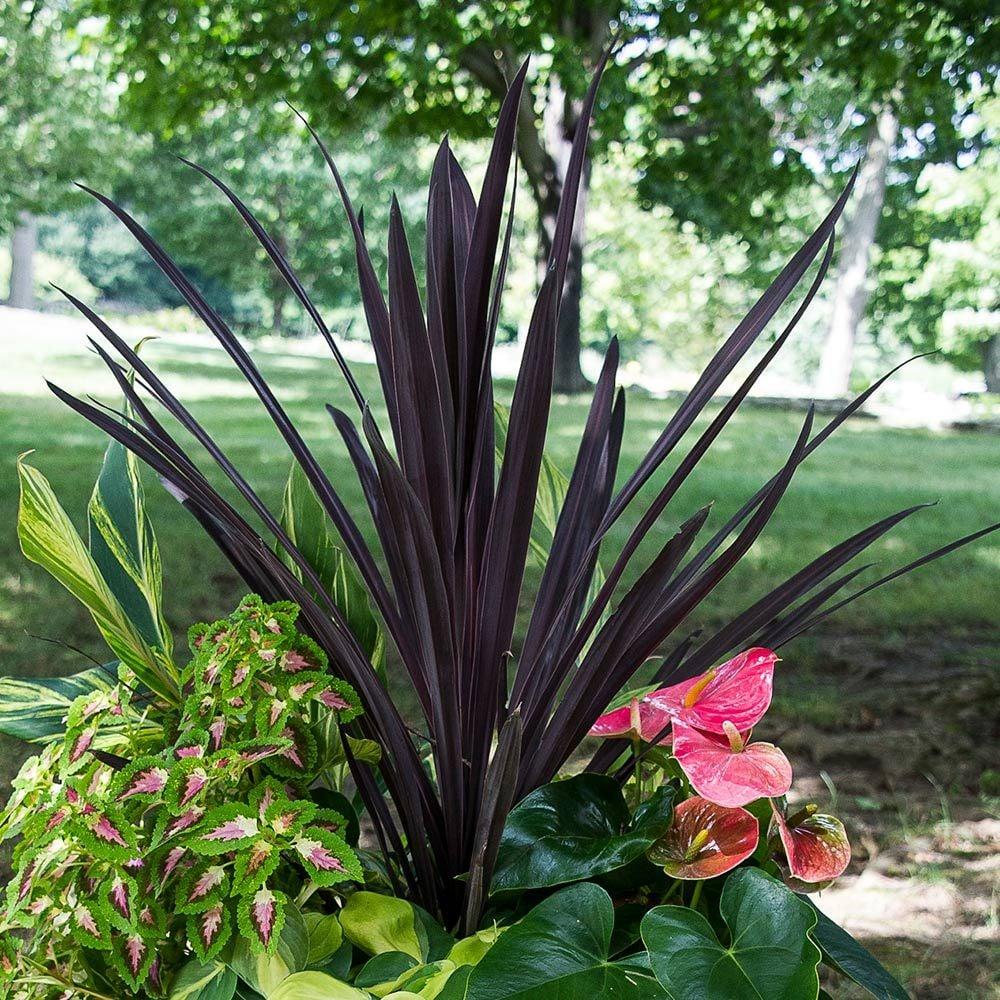 Cordyline Australis Red Star - View 18 from www redcrocus com