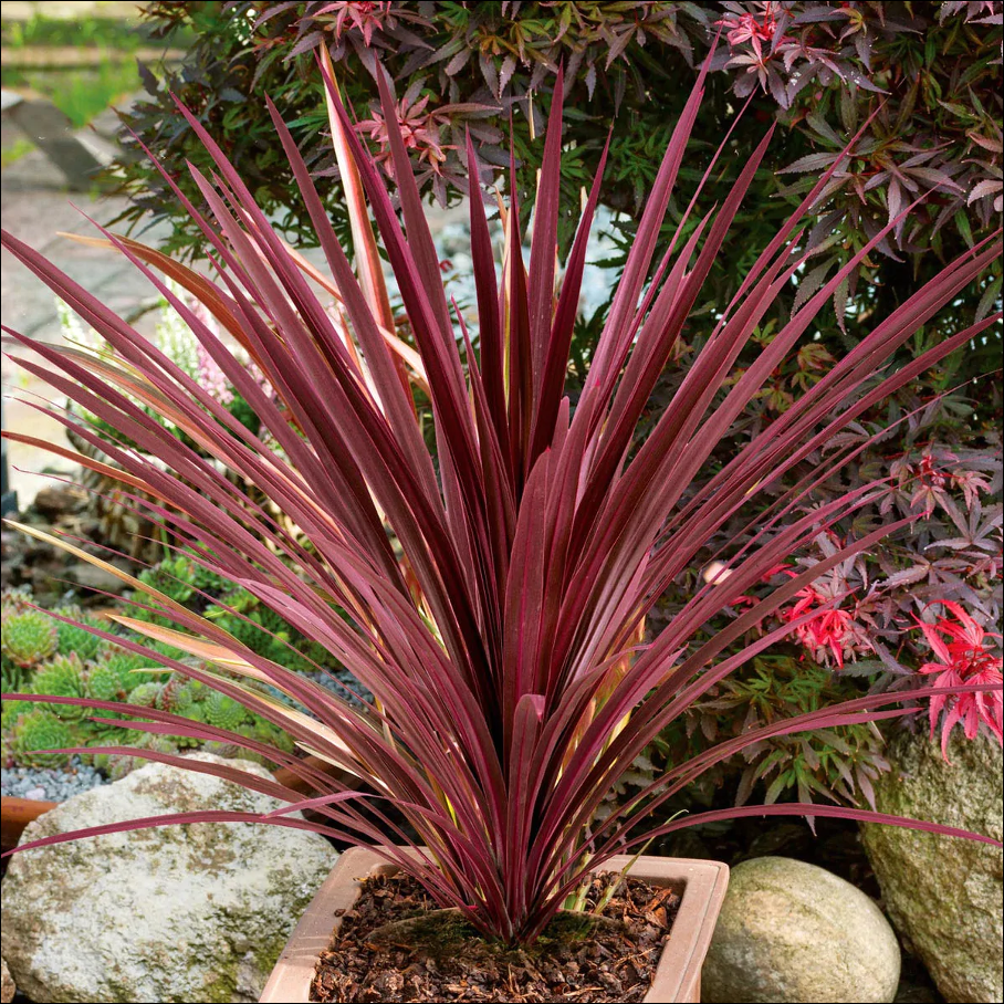 Cordyline Australis Red Star - View 1 from www redcrocus com