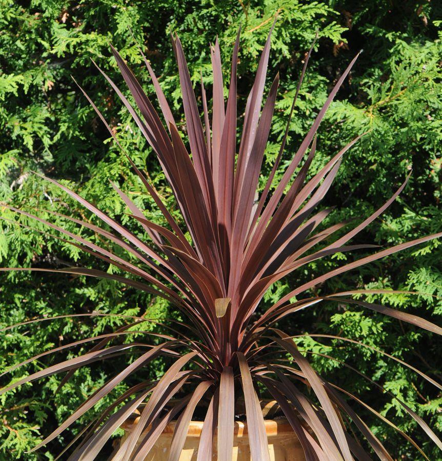 Cordyline Australis Red Star - View 1 from www redcrocus com