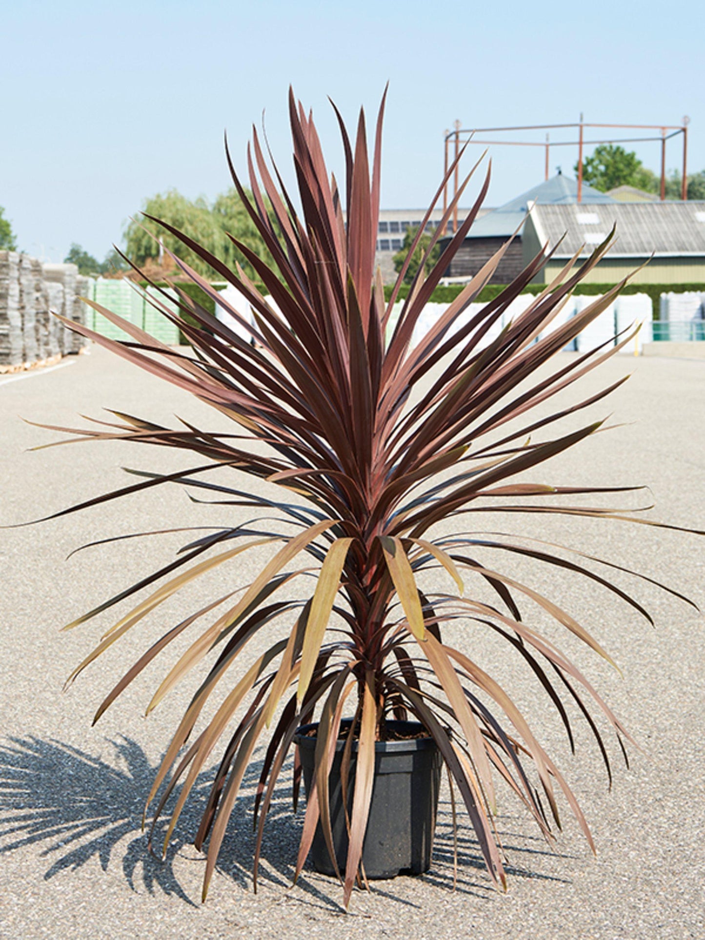 Cordyline Australis Red Star - View 3 from www redcrocus com