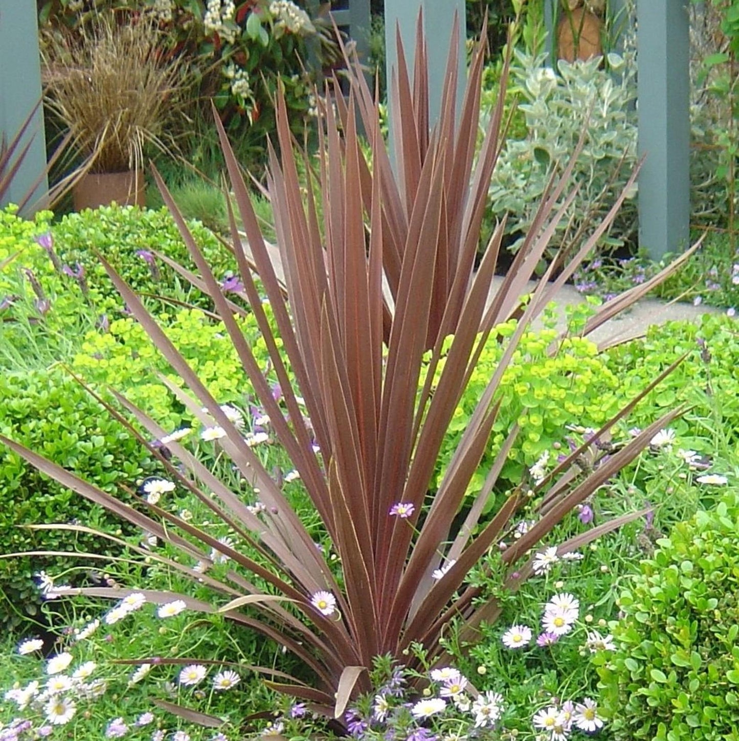 Cordyline Australis Red Star - View 5 from www redcrocus com