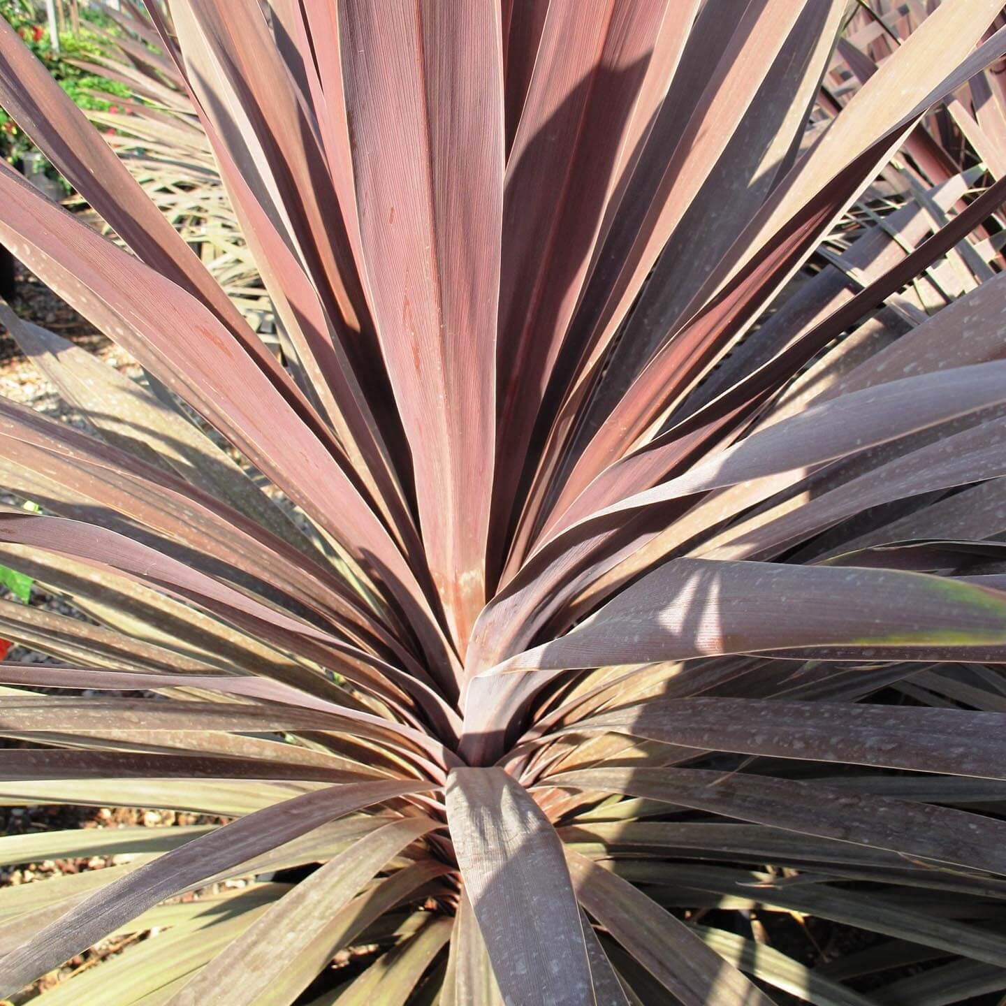 Cordyline Australis Red Star - View 6 from www redcrocus com
