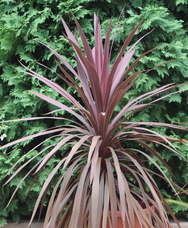 Cordyline Australis Red Star - View 7 from www redcrocus com