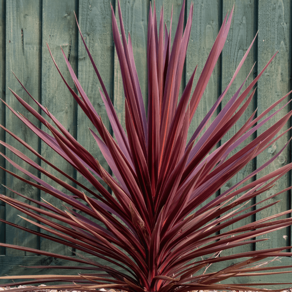 Cordyline Australis Red Star - View 8 from www redcrocus com