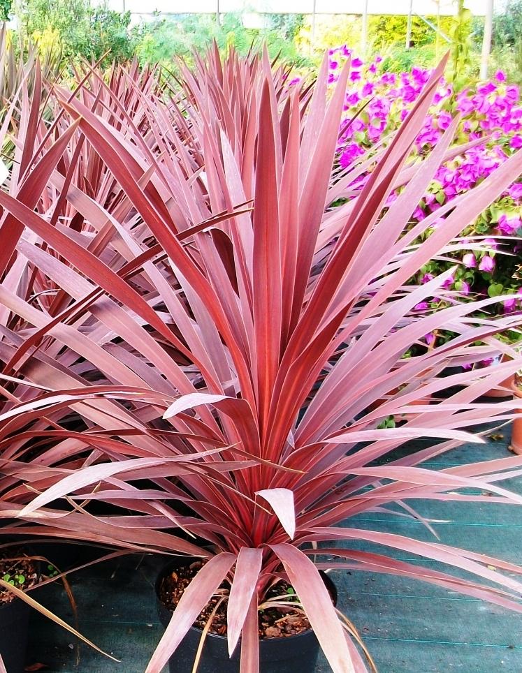 Cordyline Australis Red Star - View 8 from www redcrocus com