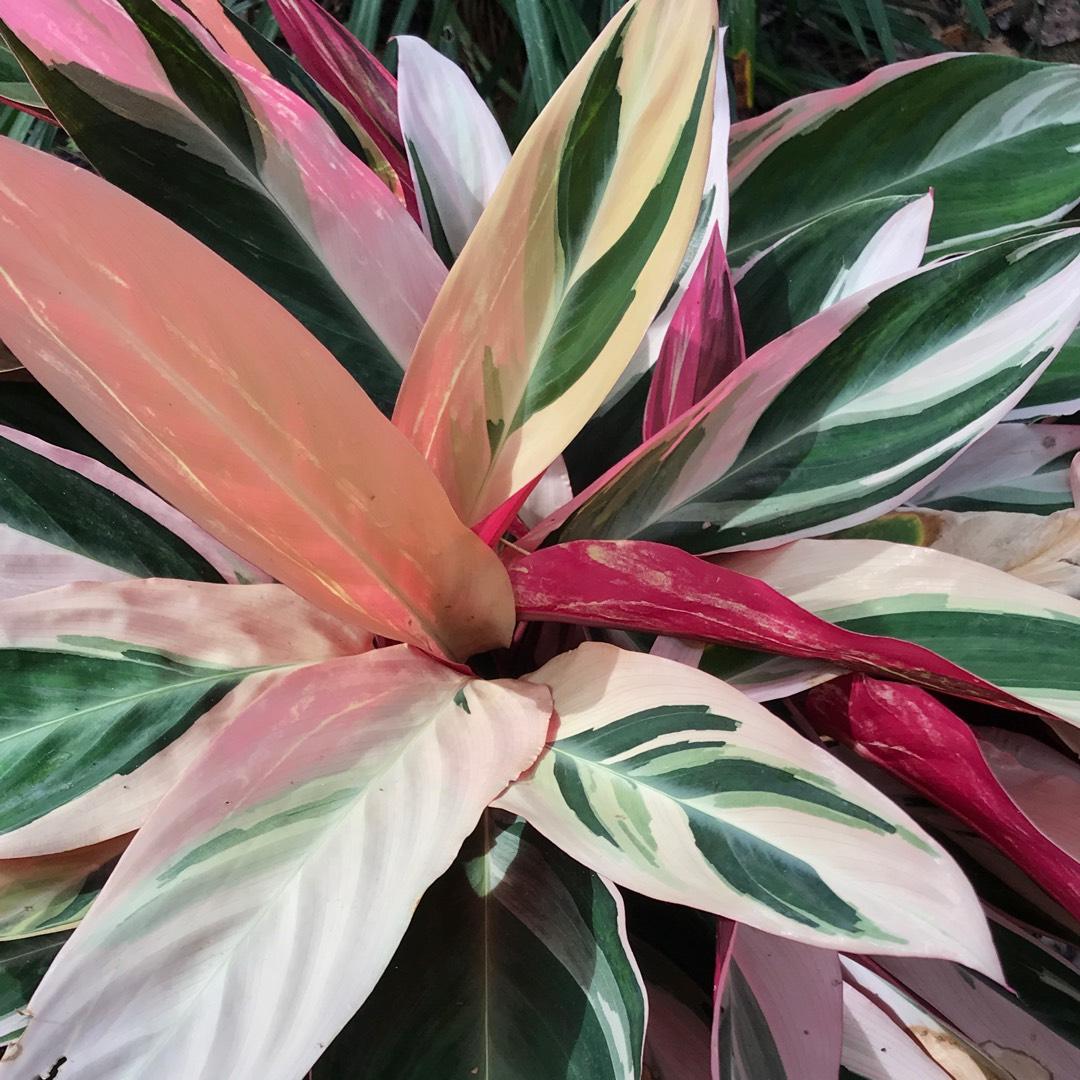 Stromanthe Sanguinea Triostar - View 10 from www redcrocus com