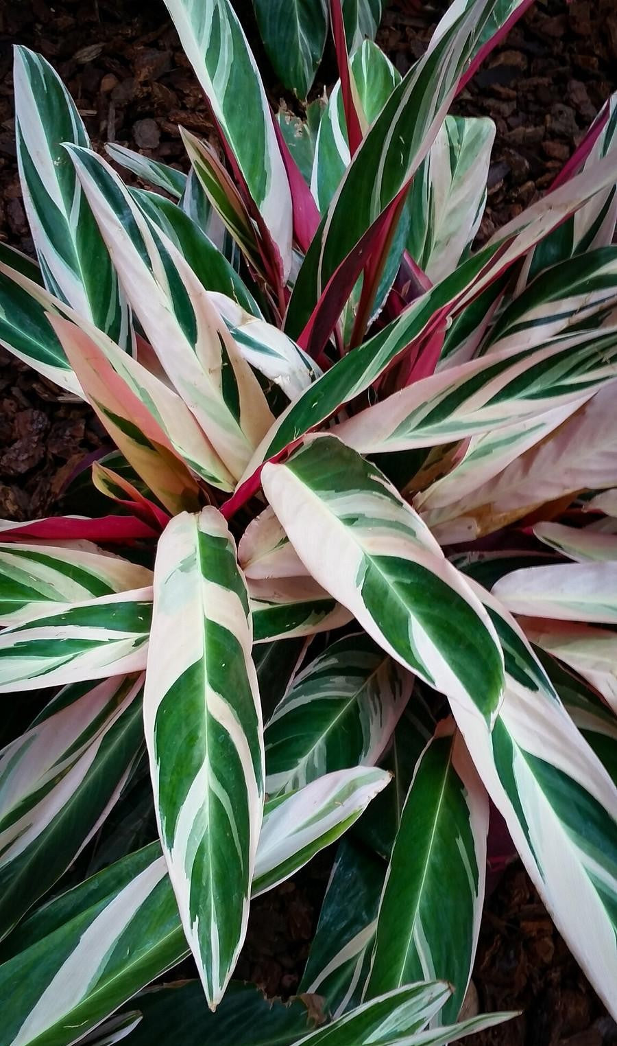 Stromanthe Sanguinea Triostar - View 11 from www redcrocus com