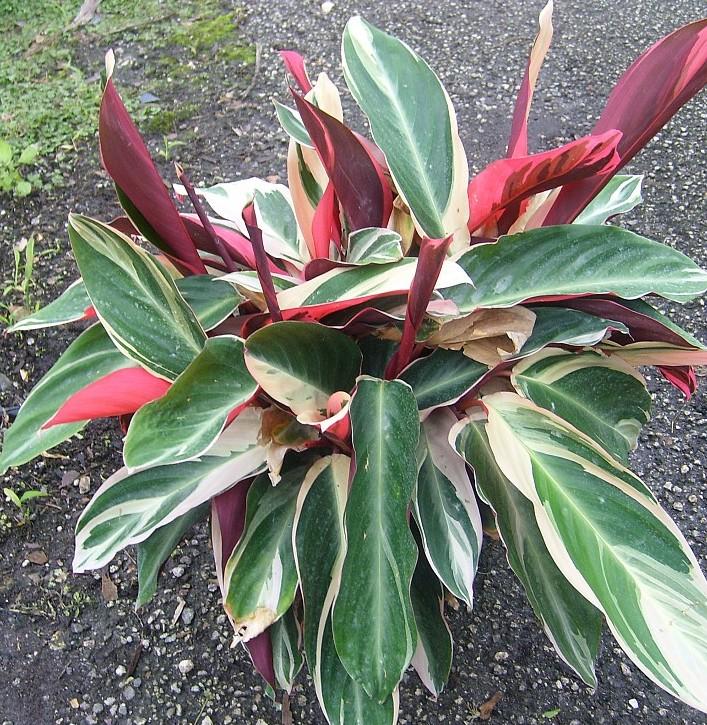 Stromanthe Sanguinea Triostar - View 12 from www redcrocus com