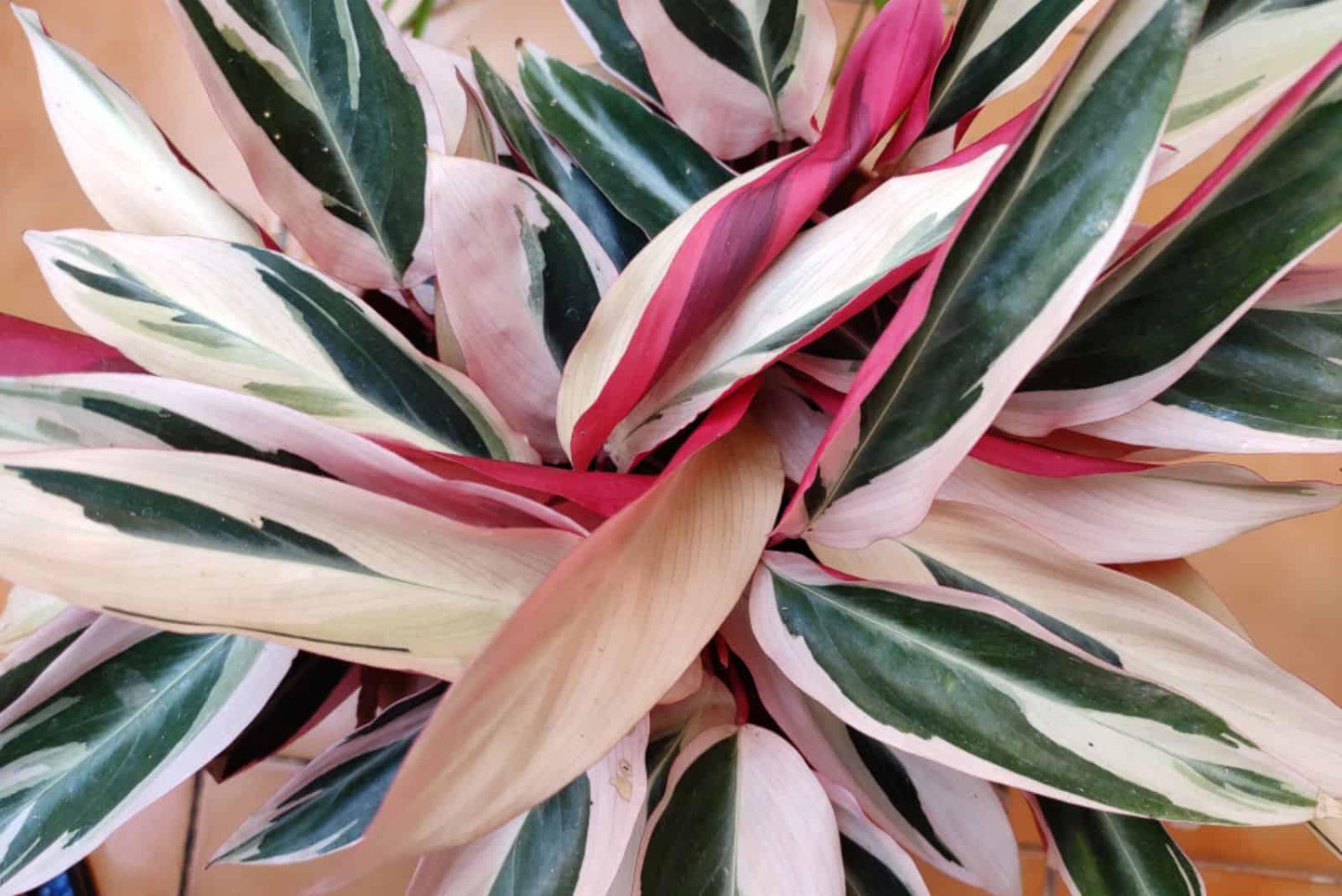 Stromanthe Sanguinea Triostar - View 13 from www redcrocus com