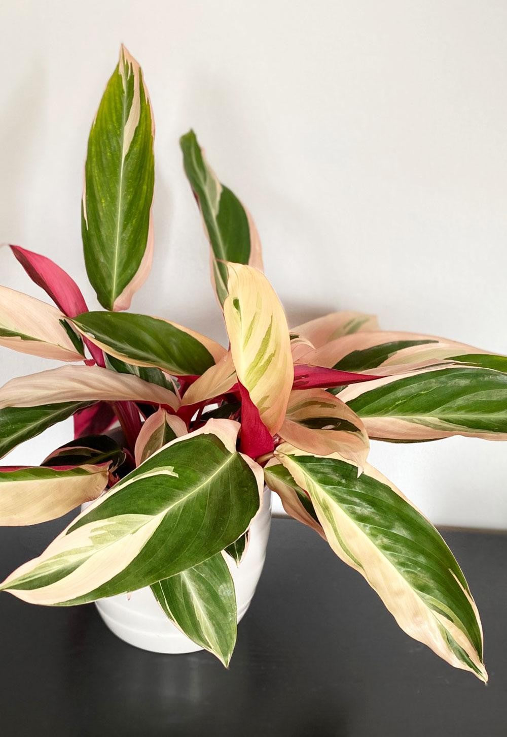 Stromanthe Sanguinea Triostar - View 15 from www redcrocus com